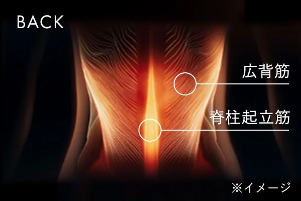 BACK 広背筋下部 脊柱起立筋下部