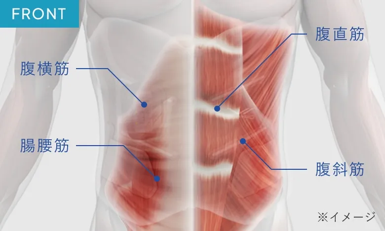 アウターマッスル 腹直筋・腹斜筋・広背筋下部・脊柱起立筋下部