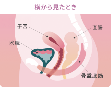 図：上から見た骨盤底筋
