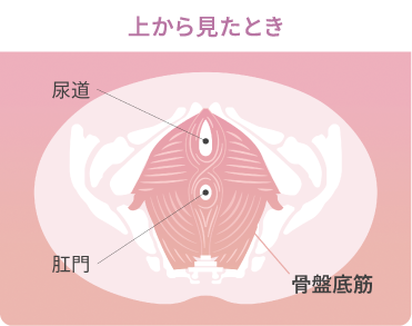 図：横から見た骨盤底筋